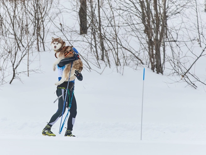 Некоторые собаки устают во время соревнований. | Источник: Александр Ощепков / NGS.RU 