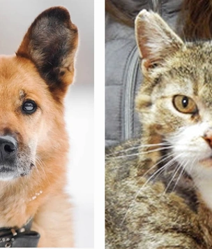 Котопёс недели: кошка Пелагея и пес Феня