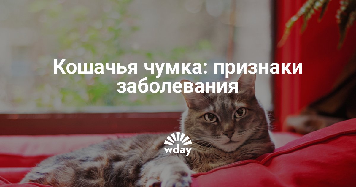 Кошачья Чумка Симптомы С Фото Лечение – Telegraph