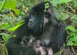 Горная горилла родила близнецов в нацпарке Африки. Почему это важное событие