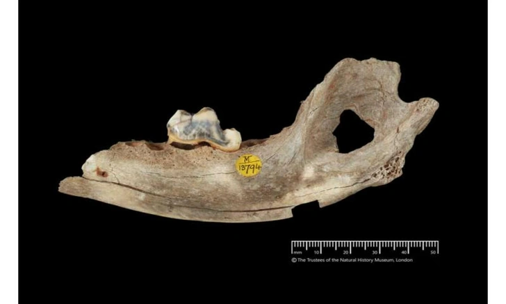 Человек собаке друг: учёные выяснили, когда человек впервые подружился с собакой | Источник: Natural History Museum, London