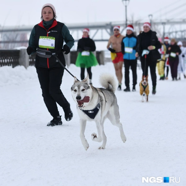 Хороший мальчик! | Источник: Александр Ощепков / NGS.RU