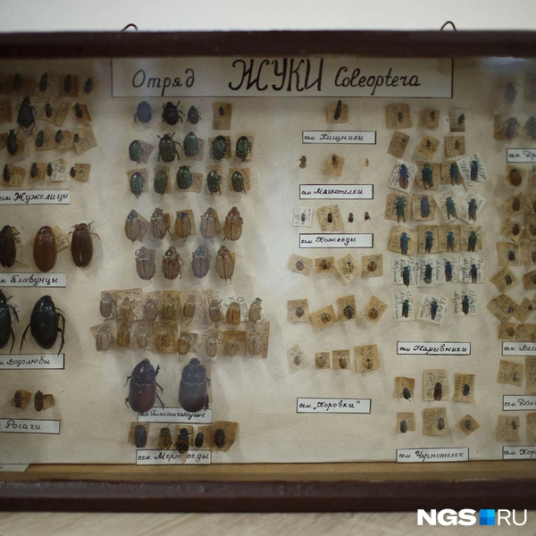 В коллекции Михаила Рузского сотни экземпляров насекомых  | Источник: Андрей Бортко / NGS.RU