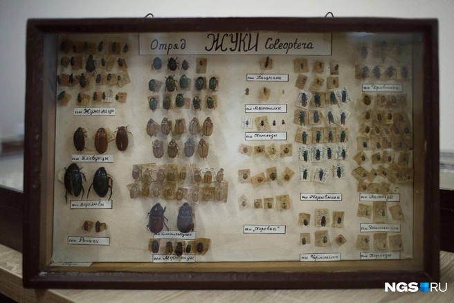 Специалисты уже отреставрировали часть экспонатов уникальной коллекции | Источник: Андрей Бортко / NGS.RU