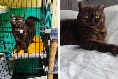 Perm Family Surrenders British Cat to Shelter Over Bullying