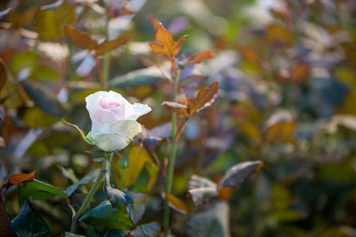 Planting Roses in Autumn: Varieties and Care