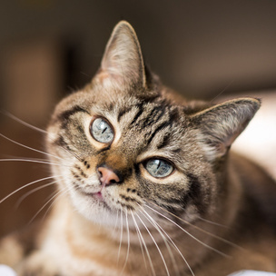 Quiz: Сможешь ли ты угадать породу котика по фотографии?