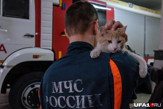 Хорошо, когда есть тот, кто почешет за ушком | Источник: Булат Салихов / UFA1.RU