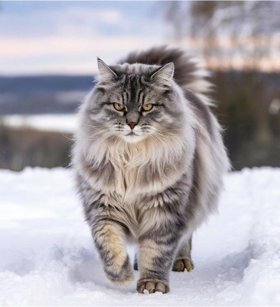Сибирская кошка | Источник: Shutterstock/Fotodom.ru