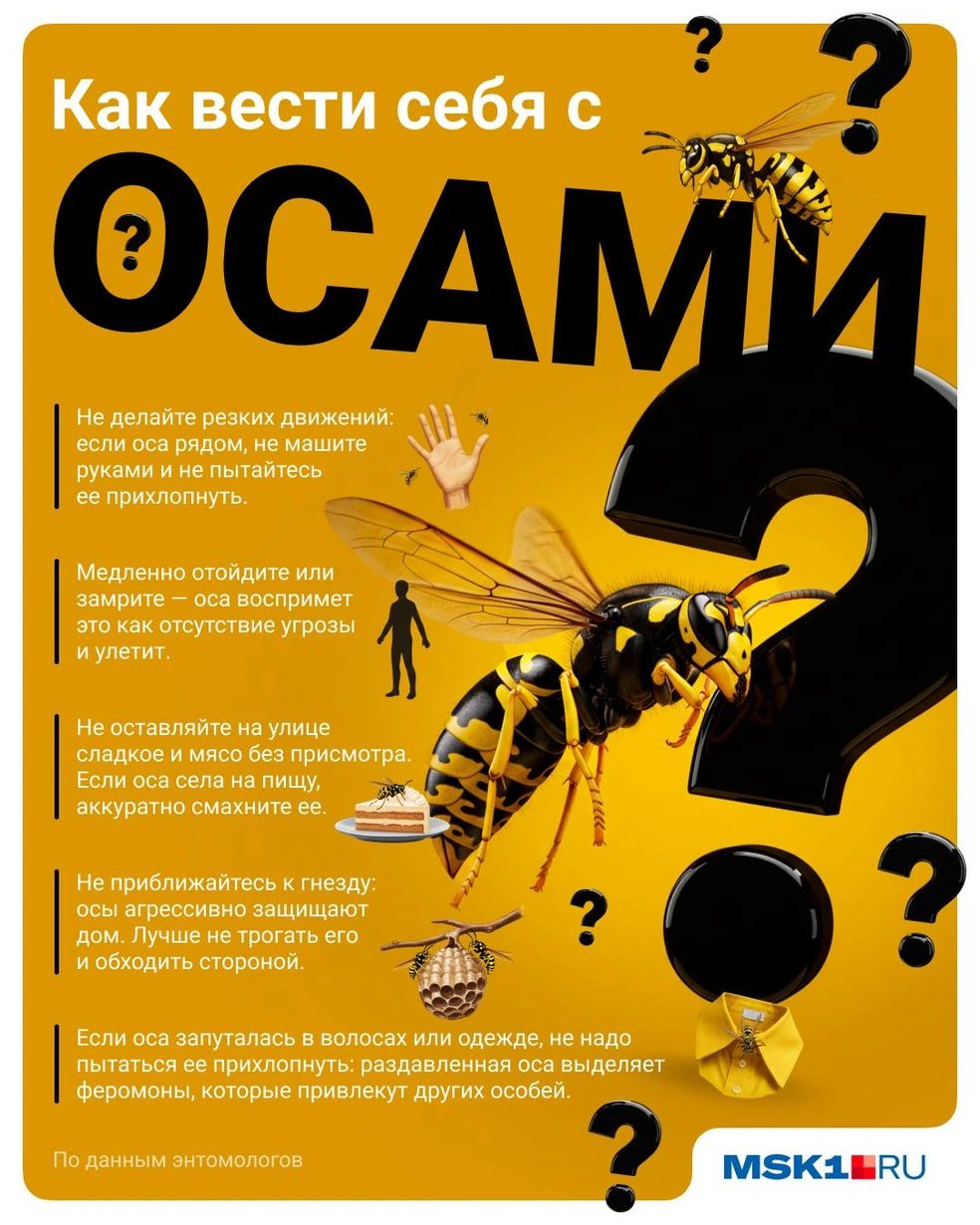 Как вести себя с осами и не навлечь укус: инструкция | Источник: Полина Авдошина / Городские медиа