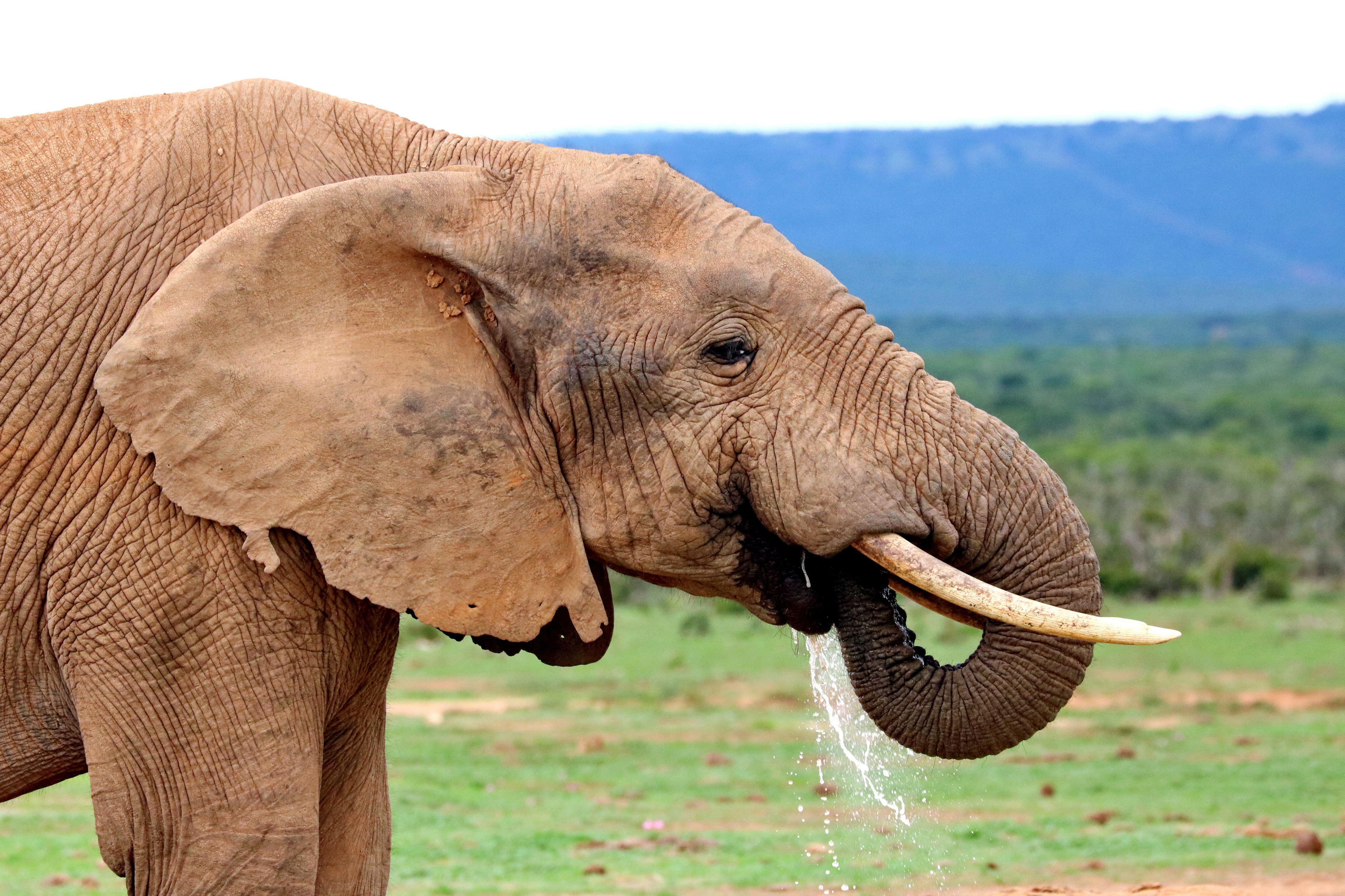 Внешний вид слонов. Слон. Слоны фото. Слон пьет воду. Слоненок ТРОМПИТА.