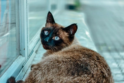 В Башкирии от бешенства погибли двое, среди них ребенок