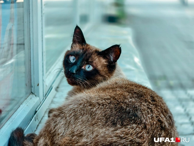 Теперь можно и поспать | Источник: Булат Салихов / UFA1.RU