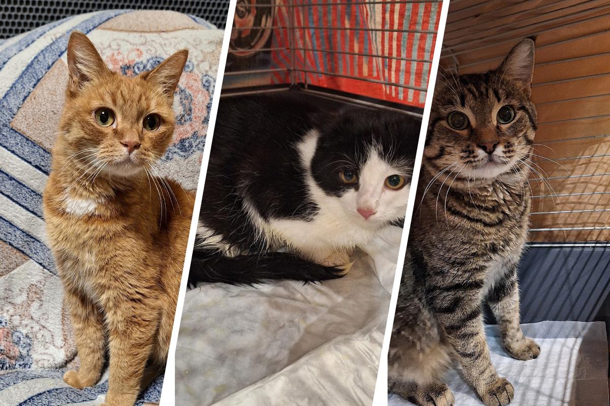 Котики в Архангельске мечтают о любящих семьях: вы можете исполнить новогодние желания