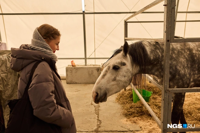 -, ,    2026 ? | :   / NGS.RU