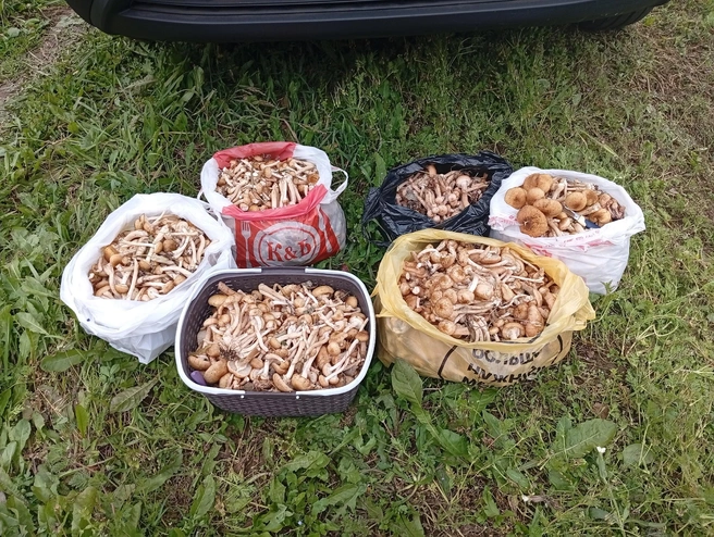 Грибы из поселка Первомайский  | Источник: Дары лесов Урала. Грибы Екатеринбурга и Свердловской области / Vk.com