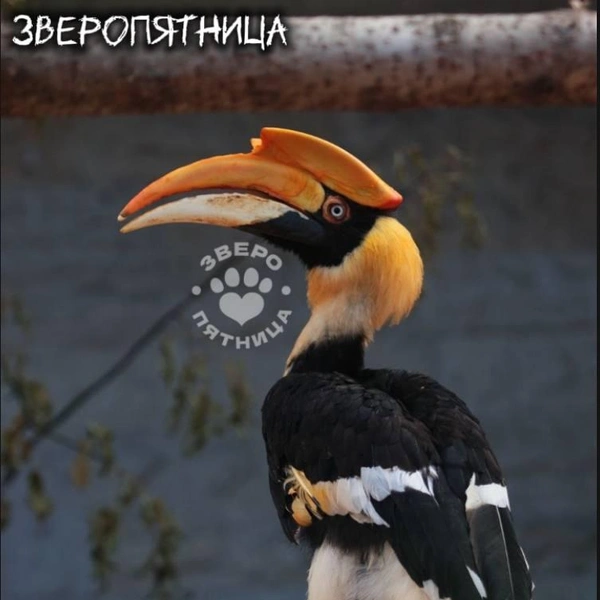 Источник: ЗвероПятница
