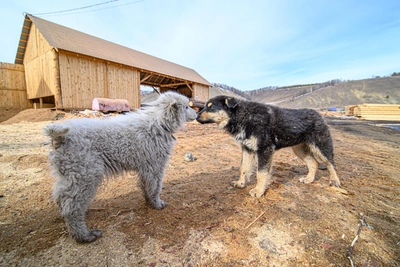 Zabaykalsky Krai authorities set criteria for euthanizing stray dogs
