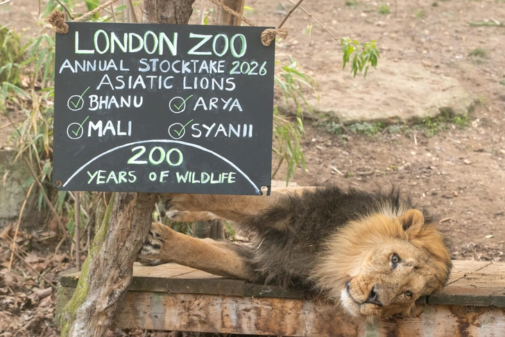 В Лондонском зоопарке началась ежегодная «перепись населения»: взгляните на первые фото | Источник: James Warren via Legion Media