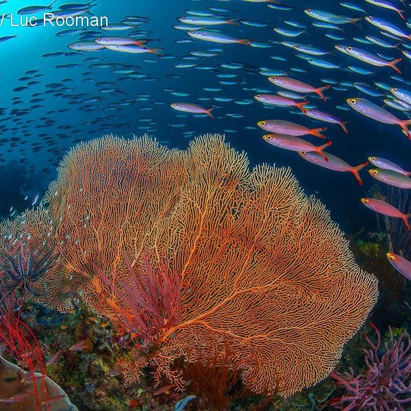 Финалист в номинации «Коралловые рифы» | Источник: Luc Rooman / Underwater Photographer of the Year 2025