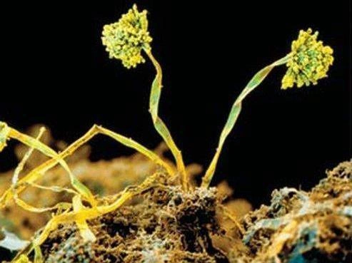 Аспергилл относится к классу сумчатых грибов. Aspergillus glaucus — постоянный обитатель компостных куч, превращающий растительные останки в ценное удобрение. Впрочем, не менее охотно эта плесень растет на хлебе или варенье | Источник: SPL / EAST NEWS