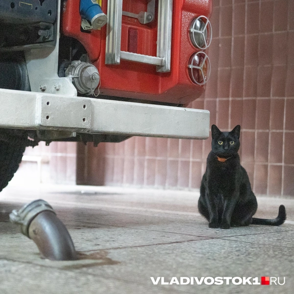 Источник: Елена Буйвол / VLADIVOSTOK1.RU