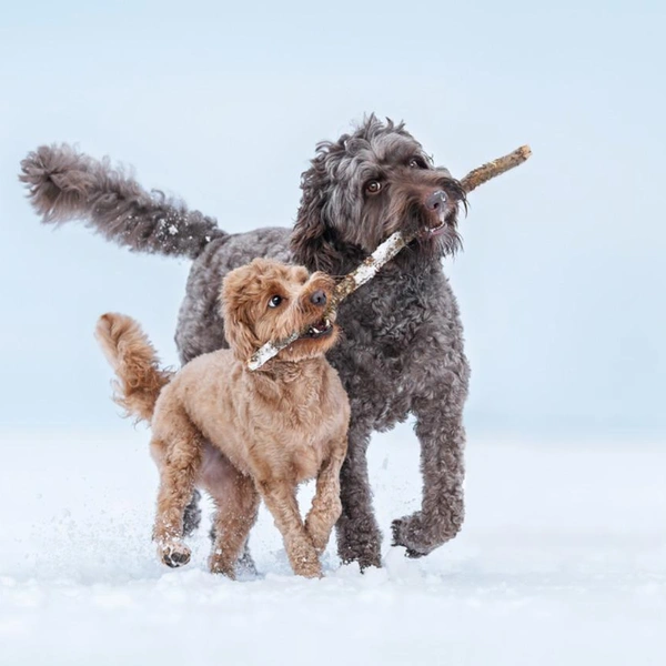 Финалист в номинации «В движении» | Источник: Paula Grekelä / Dog Photography Awards 2025