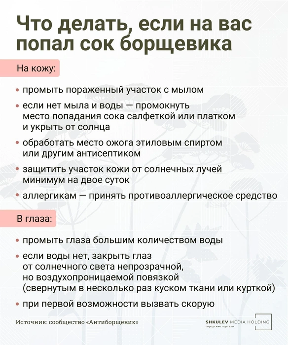 Сохраните на самый крайний случай. Но мы советуем держаться от опасного растения как можно дальше | Источник: Виталий Калистратов / Городские медиа