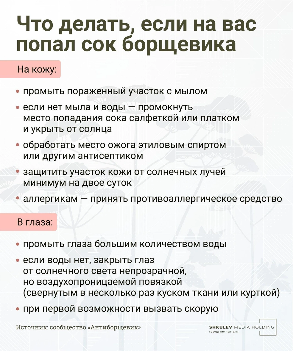 Сохраните на самый крайний случай. Но мы советуем держаться от опасного растения как можно дальше | Источник: Виталий Калистратов / Городские медиа