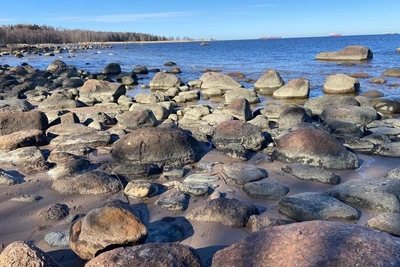 Берег Финского залива после уборки нефтепродуктов