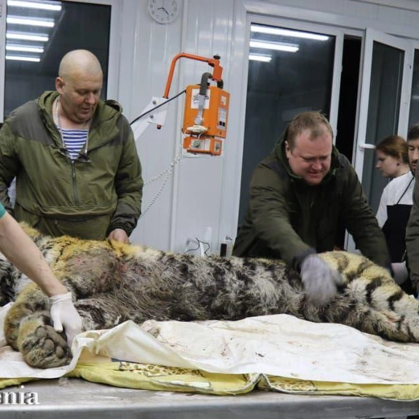 Источник: Центр «Тигр» / T.me