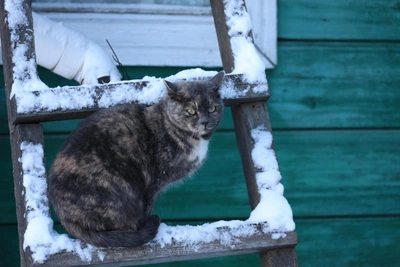 Woman dies after cat bite in Tyumen Region