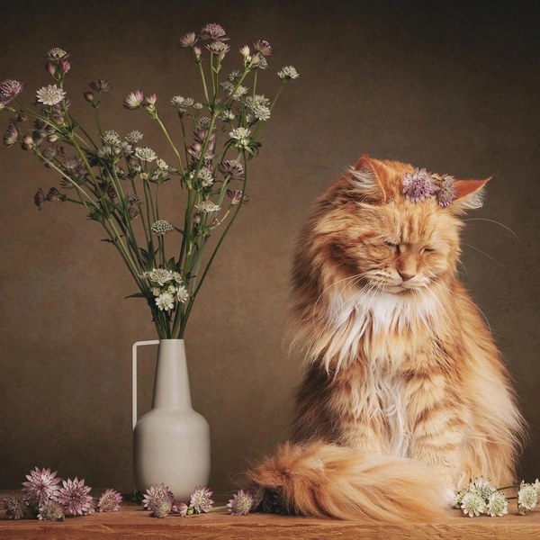 Работы Мирки Кут победили в номинации «Кошачий портрет» | Источник: Mirka Koot / Pet Photography Awards 2025
