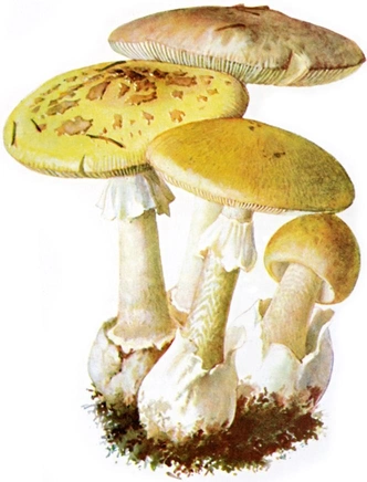 Бледная поганка | Источник: Wikimedia Commons 