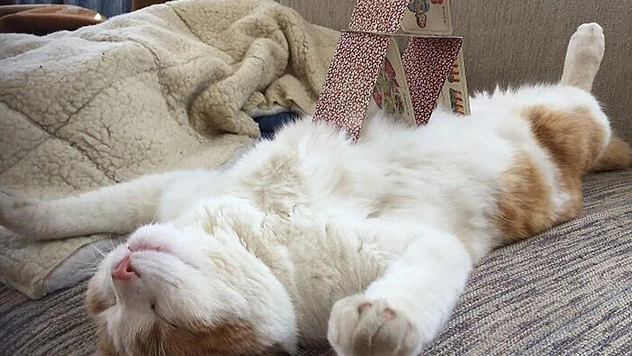 Уморительно смешные снимки вещей на котах