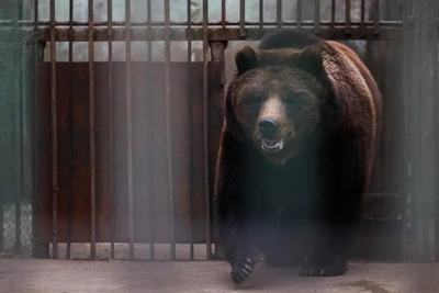 Большереченский зоопарк отпраздновал пробуждение медведей