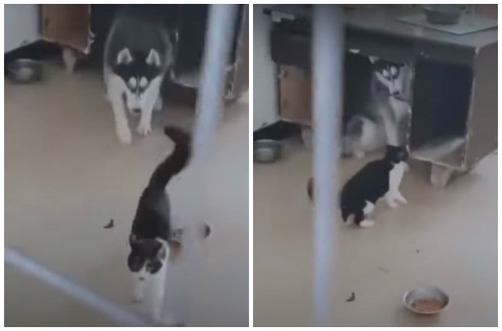 Кот по-пацански показывает псу, кто тут главный (видео)