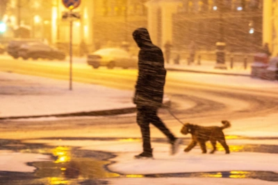 St. Petersburg's Deicing Agents Harm Pets