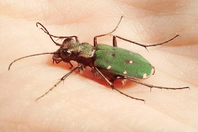 В Волгограде проснулись полевые скакуны — хищные жуки