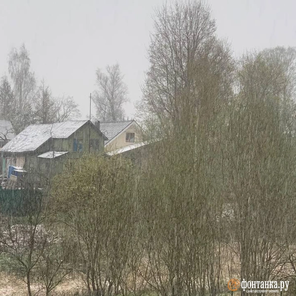 Началось. Сложно поверить, что сейчас конец апреля — такое всё белое | Источник: читатель «Фонтанки»