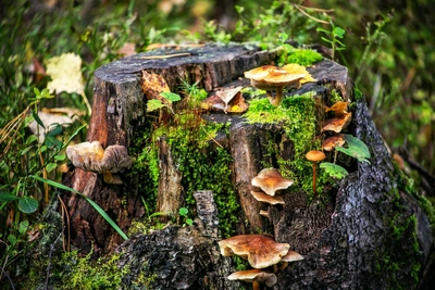 Грибники Алтая готовятся к майскому сбору сморчков