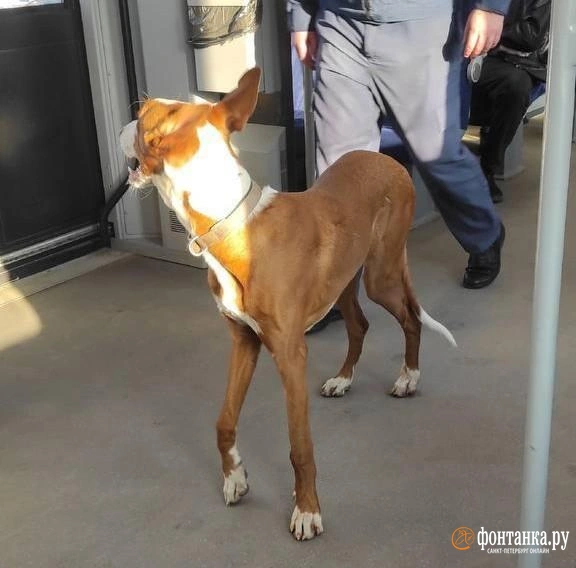 Источник: читатель «Фонтанки»