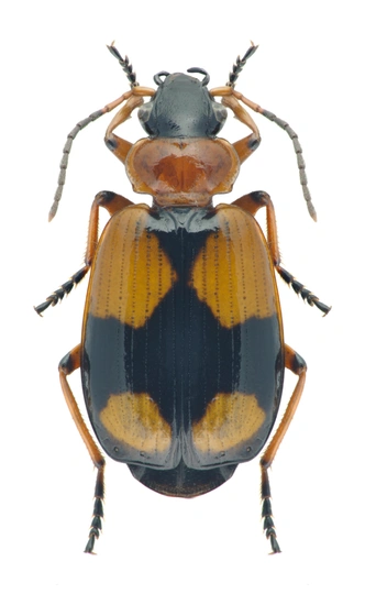 Лебия малый крестоносец (Lebia cruxminor) относится к подсемейству харпалин | Источник: alslutsky via Shutterstock/Fotodom.ru