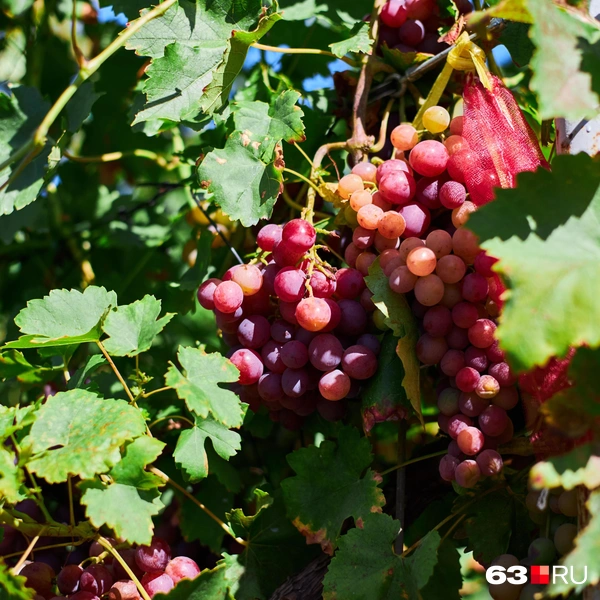 Источник: Роман Данилкин / 63.RU