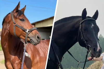 В Тюмени продают скакунов по цене автомобиля