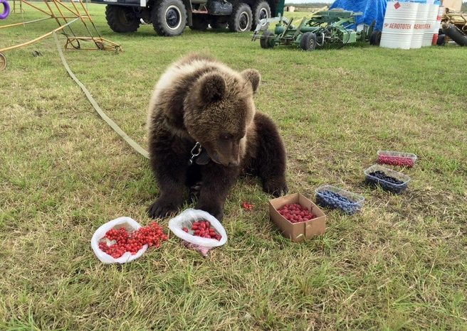 —&nbsp;На выбор привозила мишке разные ягоды, чтобы понять вкусы,&nbsp;— комментирует Наталья. —&nbsp;Пробовали давать ему и рыбу, и мясо разных видов. Но Мансур их есть не стал. Оказался чистым вегетарианцем | Источник: архив Натальи Дмитриевой