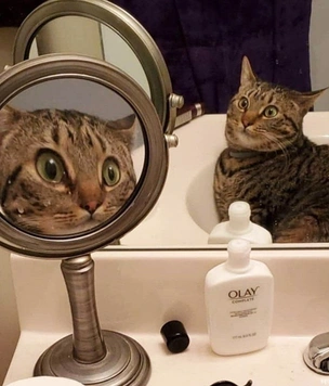 21 фотография котов, которые пытаются разгадать тайну зеркал