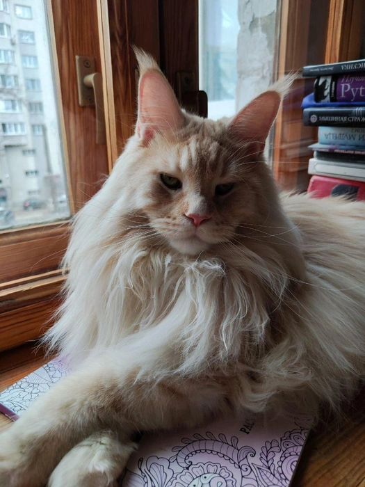 С этого котика можно писать картины | Источник: читатель 63.RU