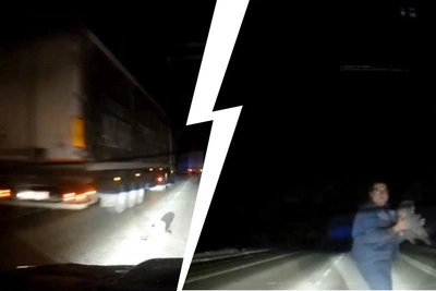 Краснокнижную сову спасли на трассе в Новосибирской области