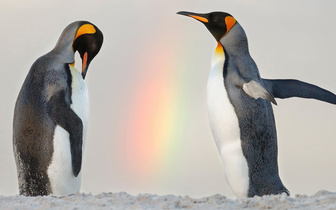 День пингвинов